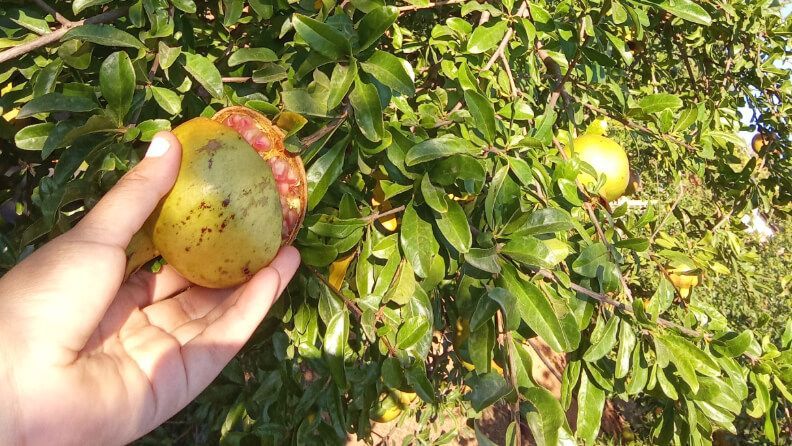 Ensayo en cultivo de granado.