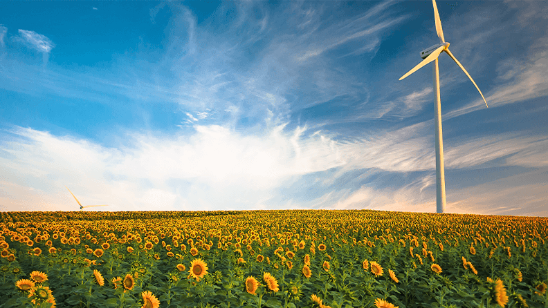 Campo de girasoles. Gustavo Quepón
