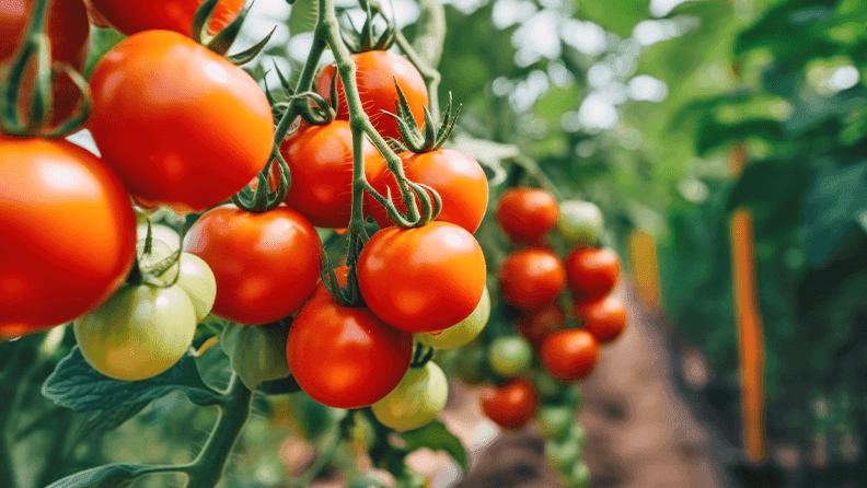 Tomates en invernadero