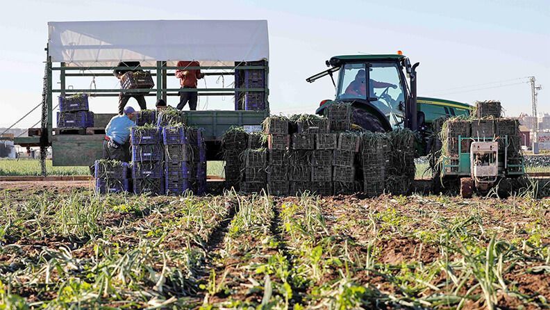 Imagen de archivo de varios trabajadores de la huerta valenciana. EFE/Ana Escobar/Archivo