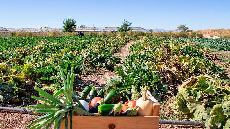 Huerto ecológico