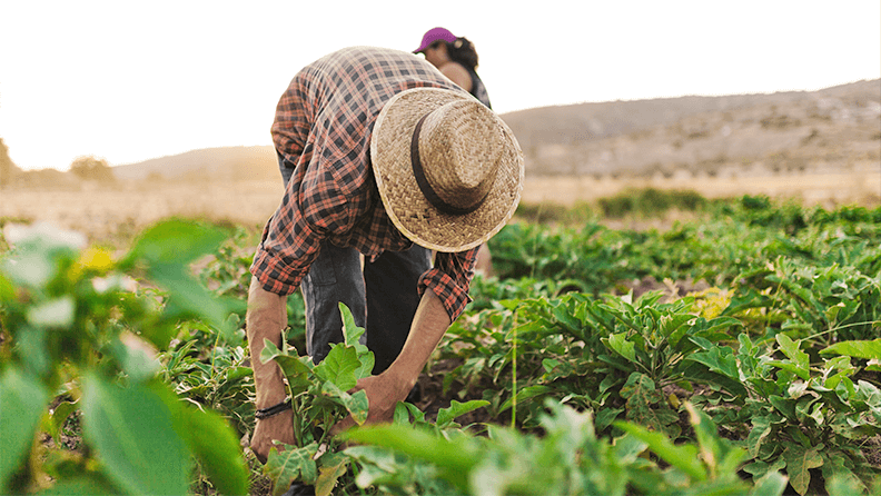Joven agricultor trabajando en campo