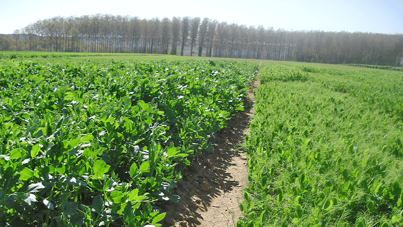 Cultivo de alberjón y guisante de invierno en el centro experimental del ITACYL