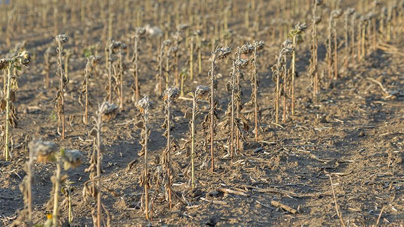 Mala cosecha de girasol por la sequía