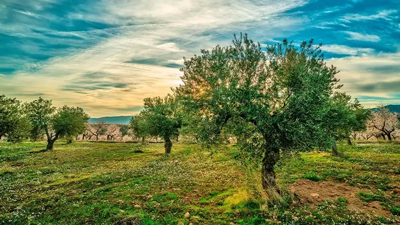Olivar español.