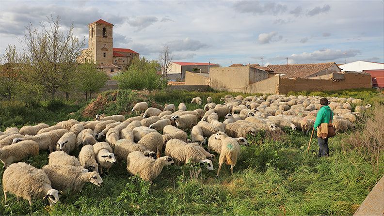 Ovejas en Pedraza de Campos, Palencia, España