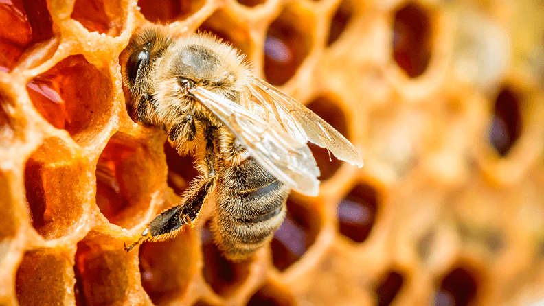 Panal abeja