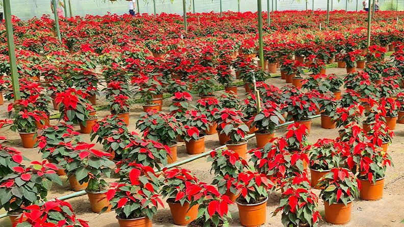 Invernadero con pascueros preparados para salir a la venta