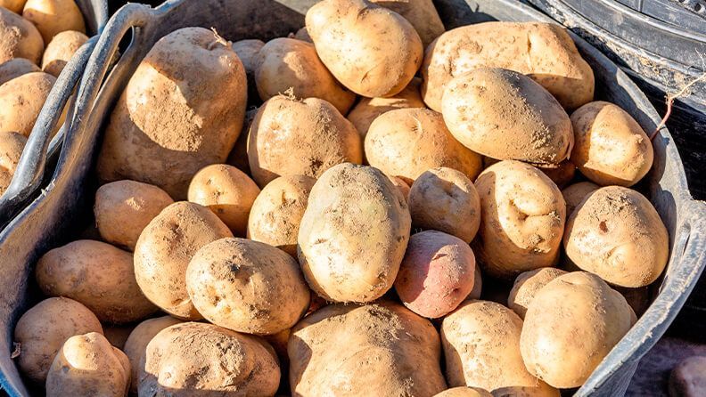 Cosecha de patata.