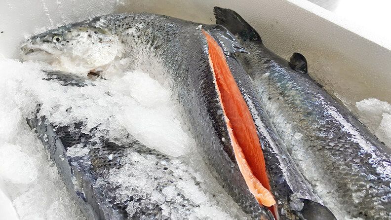 Caja con salmón
