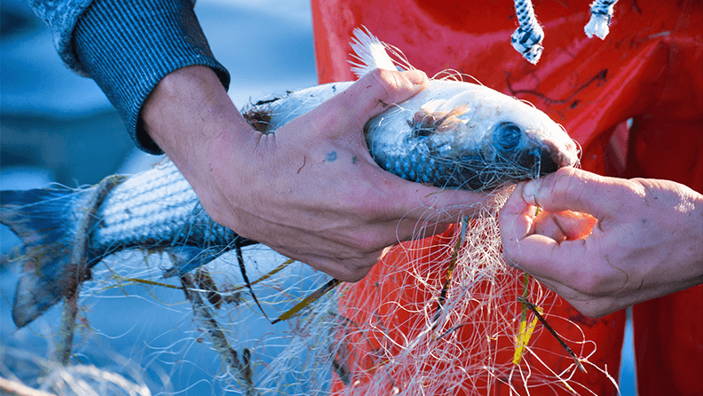 Pescador saca de la red una pieza