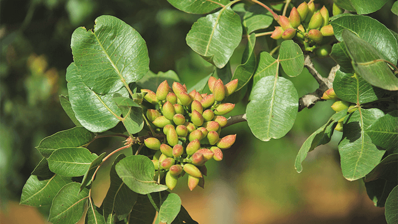 Pistachero