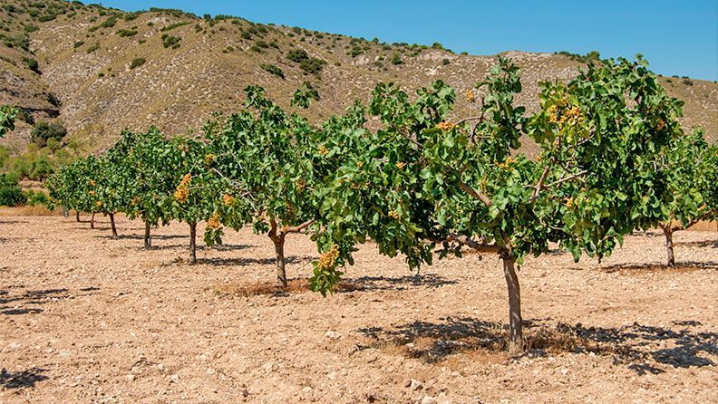 Plantación de árboles frutales de pistachos pistachero o pistacia vera