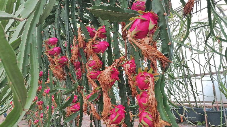 Producción pitaya. H. undatus