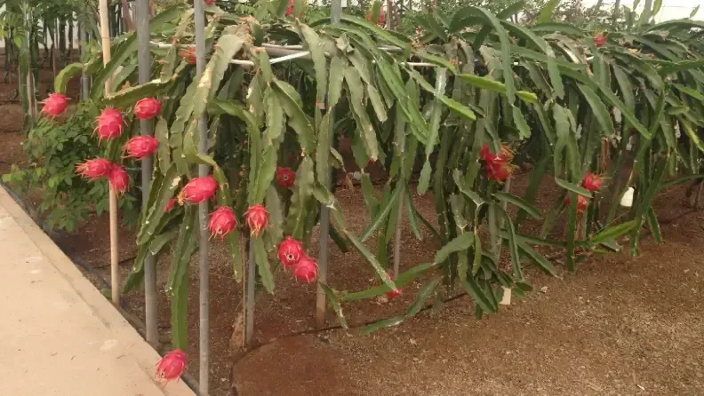 Cultivo hidropónico.