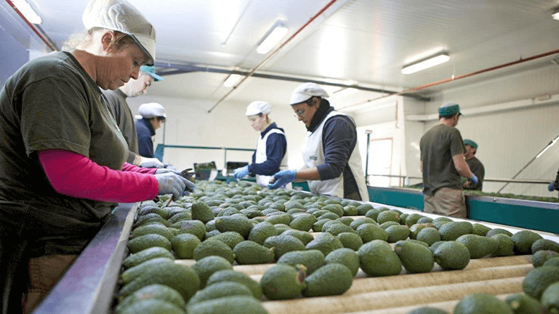 Planta de procesamiento de aguacate para la exportación en Málaga. Efeagro/Enrique Hidalgo