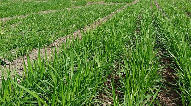 Plantación de cereal. Fuente: CSIC.