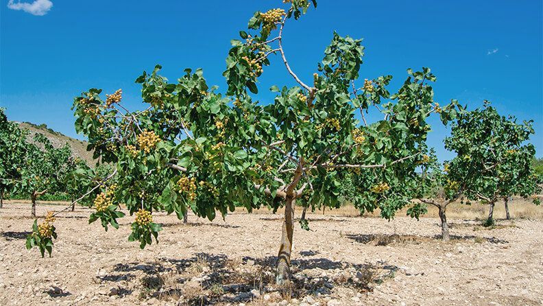 Árboles frutales de pistachos pistachero o pistacia vera