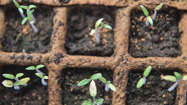 Plantas en crecimiento. Fuente: EFE.