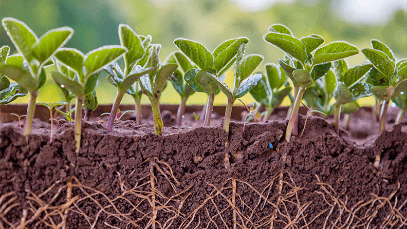 Plantas de soja verde fresca con raíces.