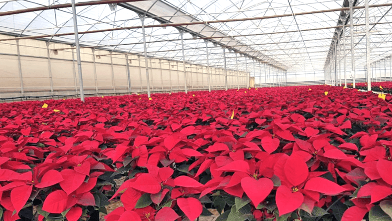 Invernadero de poinsettias o flores de pascua almerienses. Efeagro/ Coexphal