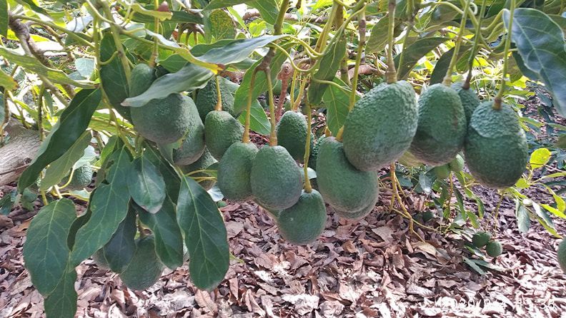 Cultivo de aguacate en el sur de España.