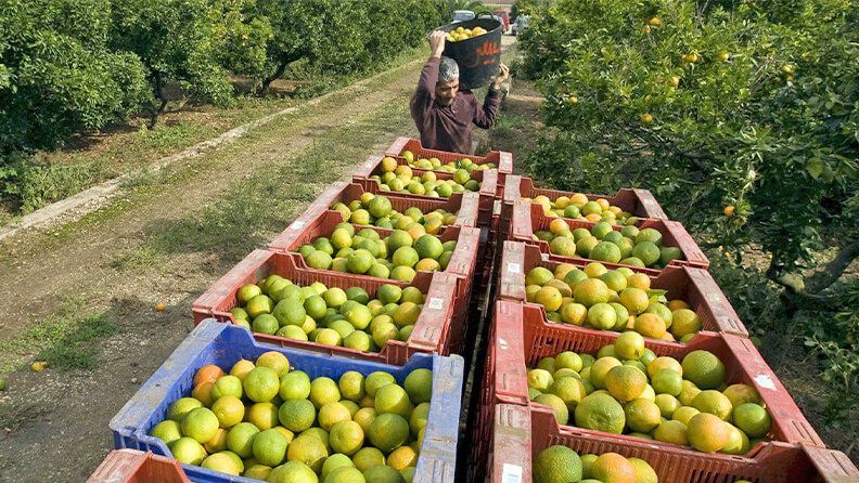 Producción de naranjas en Valencia. Efeagro/Rubén Francés