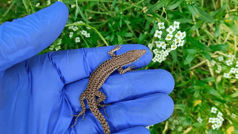 Reptiles para control biológico.