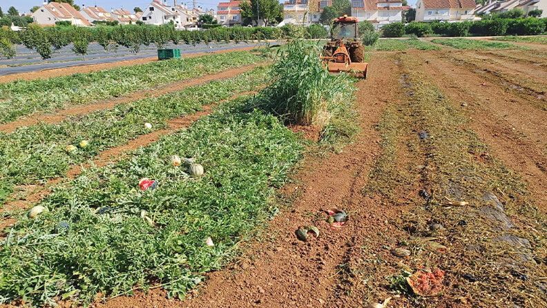 Triturado, para posterior incorporación de restos de cosecha en un cultivo de sandía.