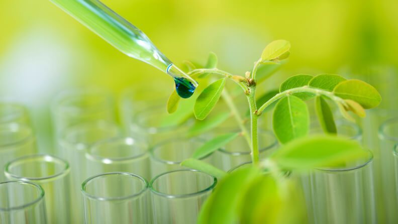 Las plantas se organizan en patrones que se desplazan y evolucionan con el tiempo.