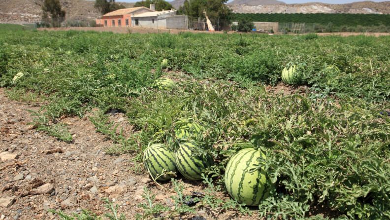 Cultivo de sandía en la Región de Murcia.