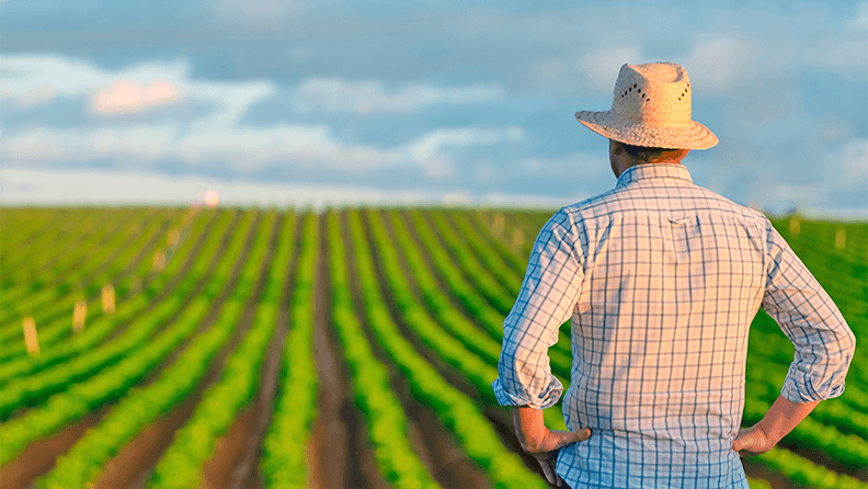 Un agricultor contempla su plantación