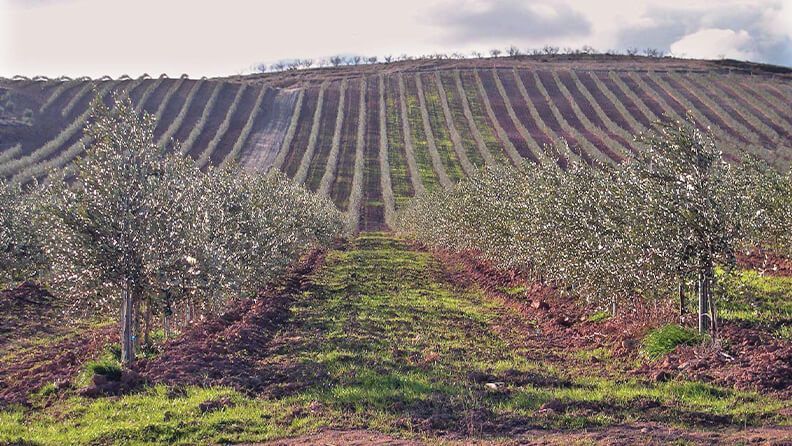 Olivar en Córdoba.