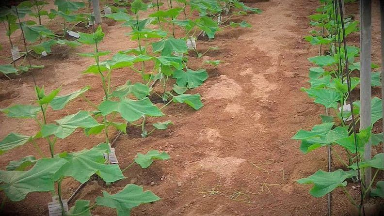 Cultivo de pepino en invernadero