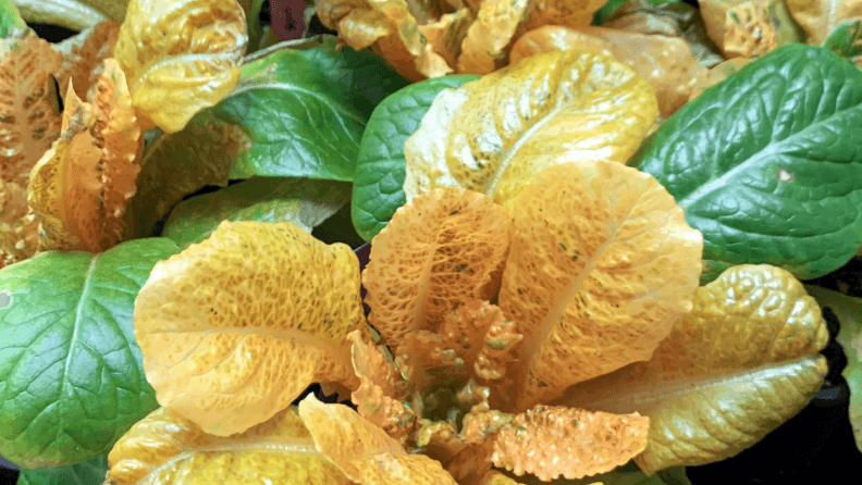 Superlechuga dorada. Fuente: CSIC.