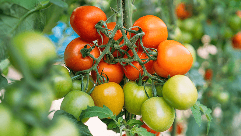 Tomate ecológico en una finca de Almería