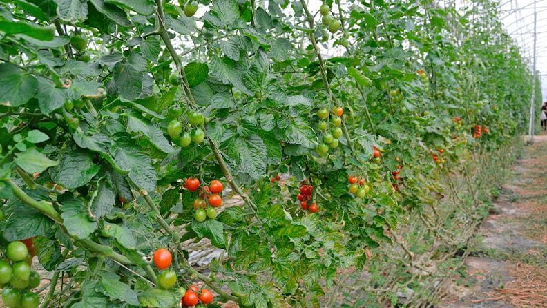 Cultivo de tomate