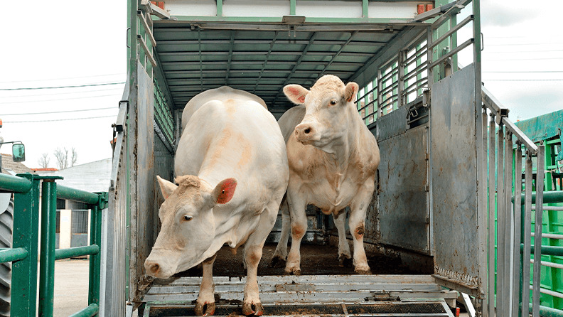 Transporte de ganado