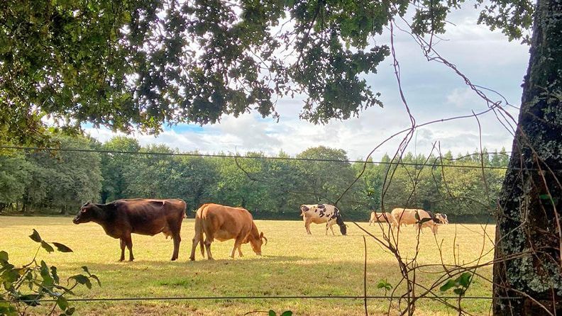 Vacas pastan en Galicia