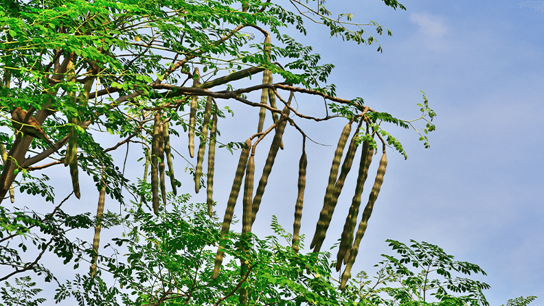 Vainas de moringa