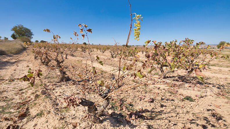 Racimo de uvas de vino verdes colgando de la rama de un árbol de vid de viñedo marchito.