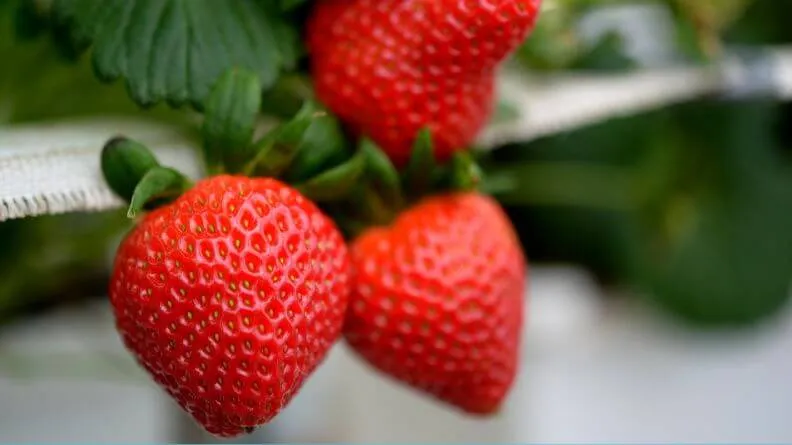 Fresas en primer plano, Campaña Hortofrutícola de Huelva
