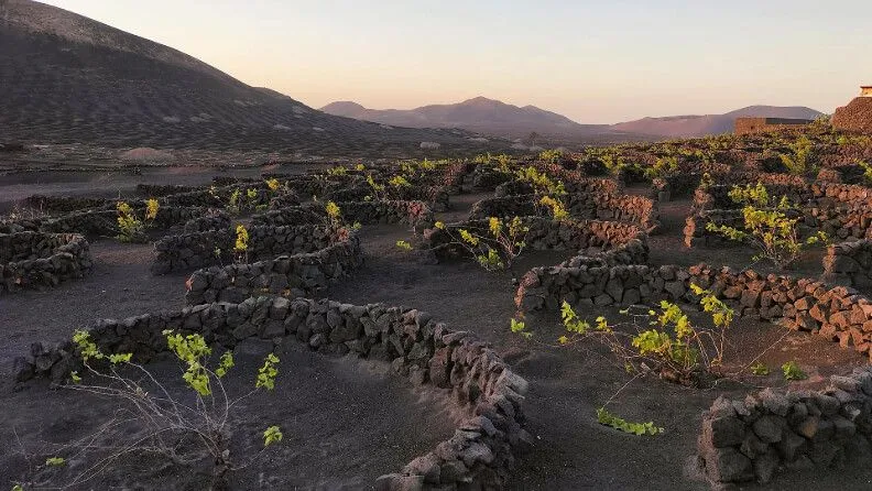 Plantación de vides para la producción de vino en la zona de La Gería