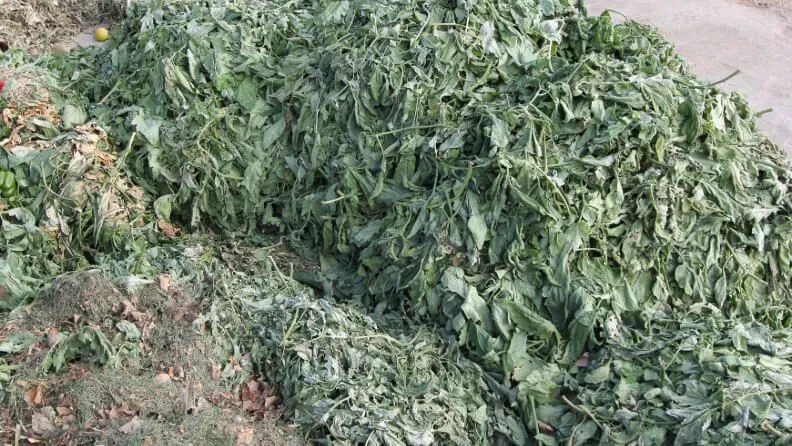 Restos_vegetales_de_cultivos_horticolas