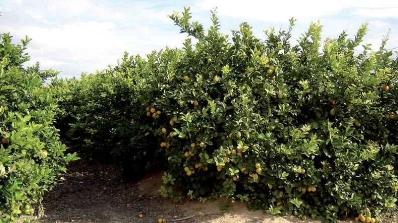 Análisis del sector agroalimentario C. Valenciana