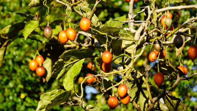 Árbol de tamarillo