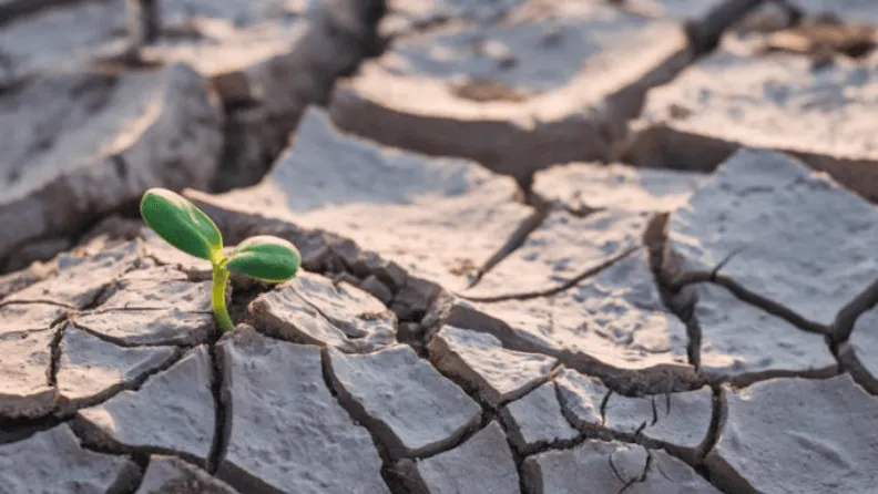 Planta brotando en mitad de un terreno árido