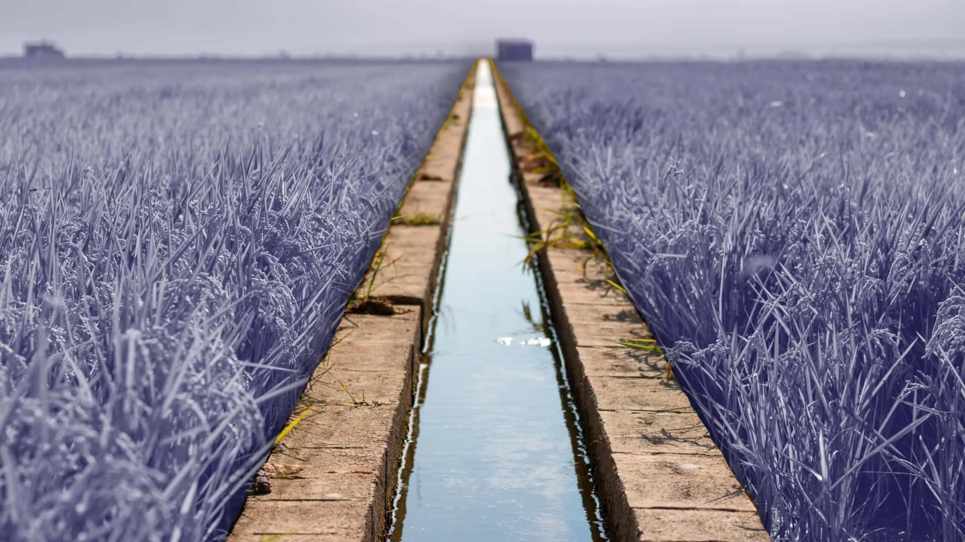Acequia
