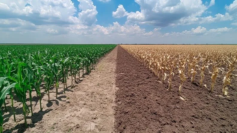Campo en regadío vs. campo en secano