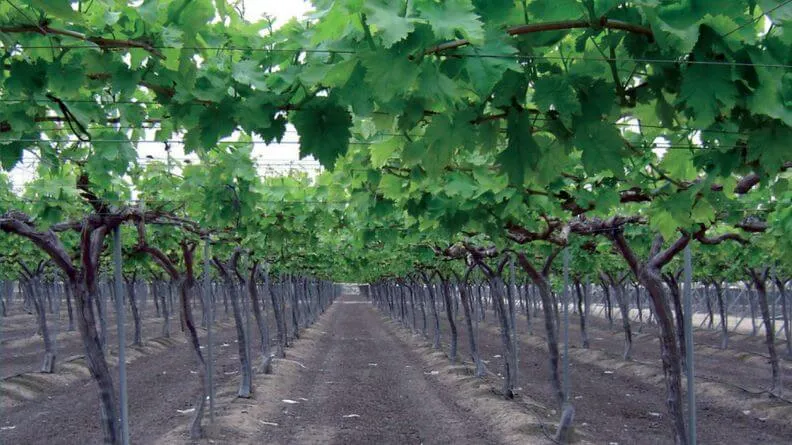 campaña hortofrutícola de la Región de Murcia